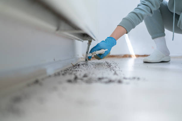 Best Wasp Removal Services  in Moundsville, WV